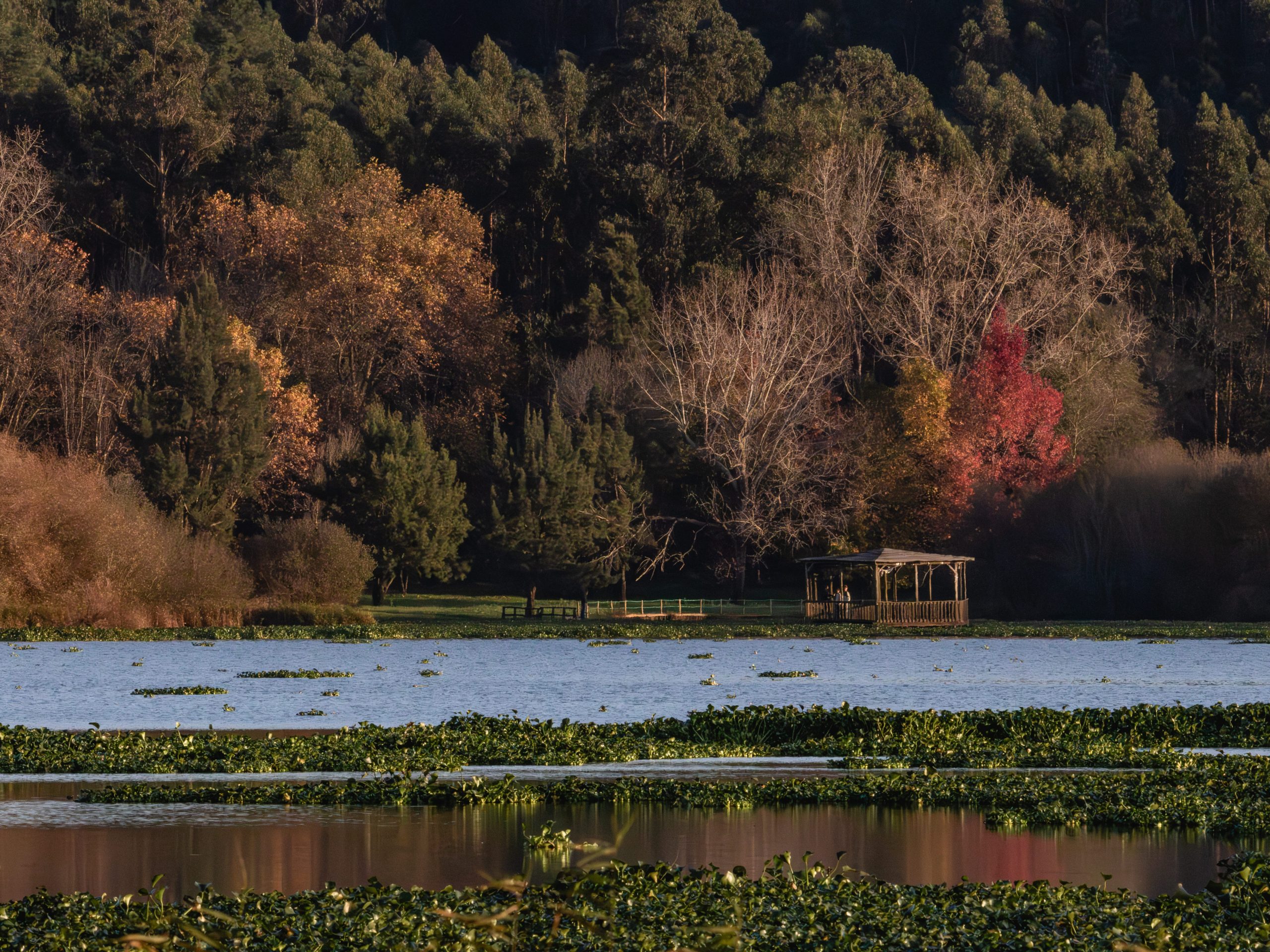 Mulher com binóculos